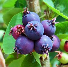 1 Saskatoon serviceberry plant Amelanchier alnifolia, edible . Zones 4-7. Self-p for sale  Shipping to South Africa