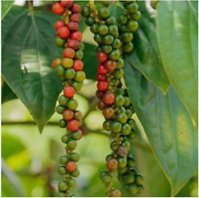 Ceylon BLACK PEPPER Peppercorn Piper Nigrum Heirloom Vine Medicinal  100+  Seeds for sale  Shipping to South Africa
