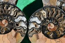 Pair ammonite great for sale  Plano
