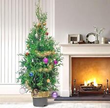 Albero di Natale vivo 3 piedi cedro bianco Thuja occidentalis pianta brabante in vaso 23 cm usato  Spedire a Italy