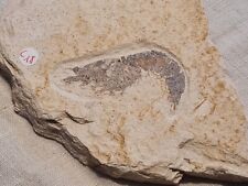 Crevette fossile antrimpos d'occasion  Sessenheim