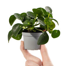 Pilea peperomioides small for sale  UK