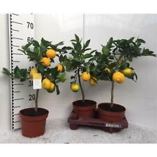Zitronenbaum meyer lisa gebraucht kaufen  Wurzen