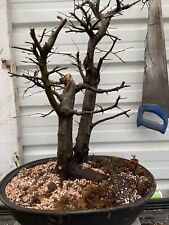 Hornbeam bonsai tree for sale  CLITHEROE