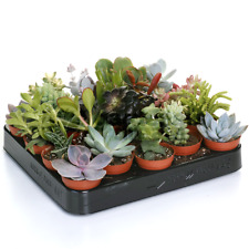 Succulent mix plants for sale  UK