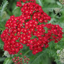 Red yarrow seeds for sale  Deltona