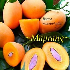 Maprang bouea macrophylla for sale  Haleiwa