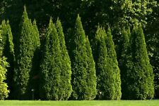 Thuja occidentalis thuja for sale  Shipping to Ireland