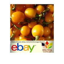 Sementes de pimenta Arari amarela Bode - 80 sementes frescas comprar usado  Brasil 