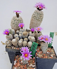 Cactus cactus pelecyphora usato  Spedire a Italy