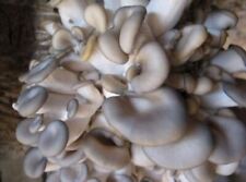 Pleurotus sajor-caju Grano micelio seco 10g, 30g, 100 g Pleurotus florida 23 segunda mano  Embacar hacia Argentina