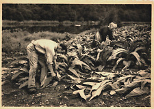 Belgium récolte tabac d'occasion  Expédié en Belgium