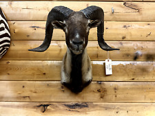 Shoulder mount mouflon for sale  Wrenshall