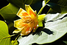 Liriodendron tulipifera inch for sale  Albany