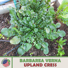 1000 upland cress for sale  Venice