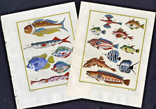 Extraordinary fishes ambon for sale  LONDON
