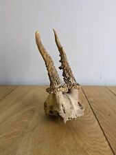 Deer antlers skull for sale  DUNDEE