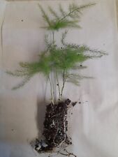 Asparagus setaceus fern for sale  EGHAM