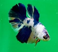 Live fish betta for sale  Grannis