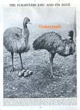 1932 flightless emu for sale  WICKFORD