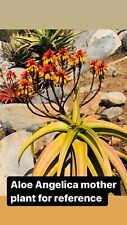 Aloe angelica rare for sale  Carlsbad