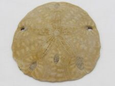 Fossil sand dollar for sale  Bishop