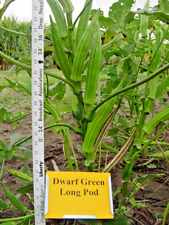 Perkins dwarf okra for sale  Wichita