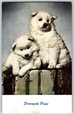 Postcard samoyede pups d'occasion  Expédié en Belgium