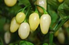 Habanero bianco peruviano usato  Reggio Calabria