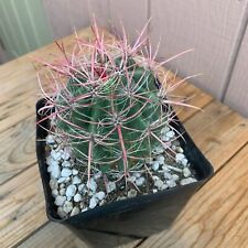 Live medium red for sale  Tucson