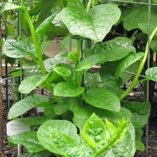 Malabar spinach green d'occasion  Expédié en Belgium