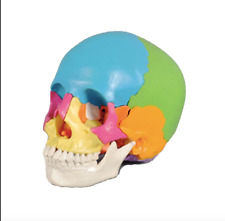 Skull model anatomical for sale  Shipping to Ireland