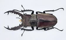 Lucanus dybowskyi taiwanus, A1, 63mm, #LL36 for sale  Shipping to South Africa
