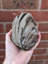 Yorkshire nautilus fossil for sale  SCUNTHORPE