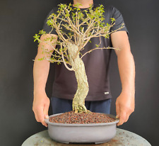 Pre bonsai bouganvillea usato  San Pancrazio Salentino