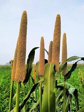 Pearl millet grass for sale  Russell