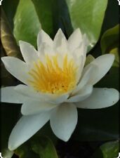 water lily for sale  BIRMINGHAM