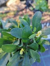Euphorbia milii hybrid usato  Floridia