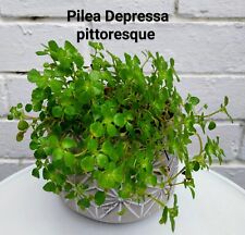 Pilea depressa pittoresque for sale  BRISTOL