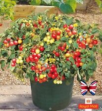 Tomato seeds balcony for sale  UK