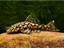 Honeycomb bristlenose pleco for sale  LONDON