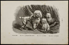 1867 chien poodle d'occasion  Expédié en Belgium