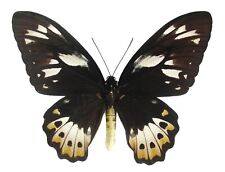 Entomology ORNITHOPTERA PRIAMUS POSEDON female A1 TIMIKA (March 2024) for sale  Shipping to South Africa