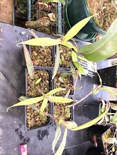 Nepenthes albomarginata for sale  SELBY