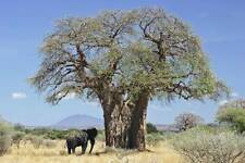 Rare graines baobab d'occasion  Sabres
