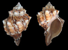 Seashell : Pleuroploca clava  129.5 mm F+++  (from Indonesia) for sale  Shipping to South Africa