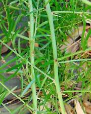 Graines asparagus aethiopicus d'occasion  Sabres