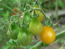 Gelbes birnchen cherrytomate gebraucht kaufen  Weissach