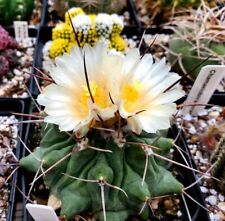 Thelocactus rinconensis  (10 seeds) for sale  Shipping to South Africa
