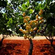 Pistachio nut tree for sale  Lincolnton